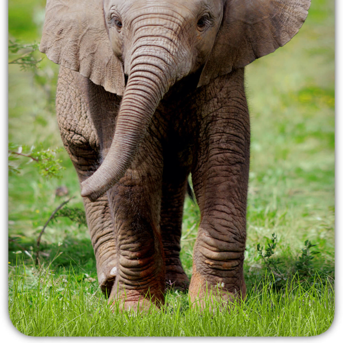 ESPiCO Bettwäsche Elephant Rüssel Wüstenelefant Gras