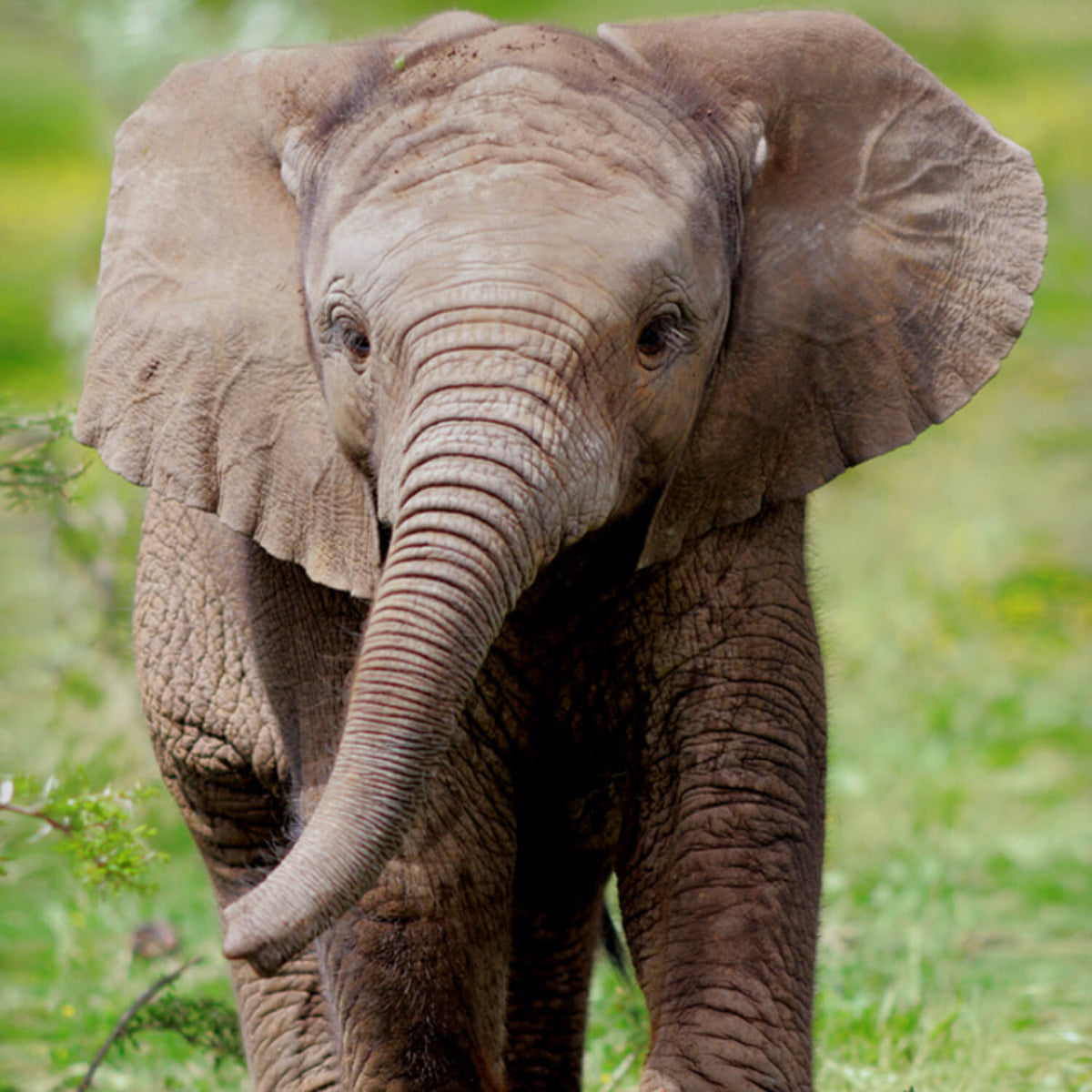 ESPiCO Bettwäsche Elephant Rüssel Wüstenelefant Gras