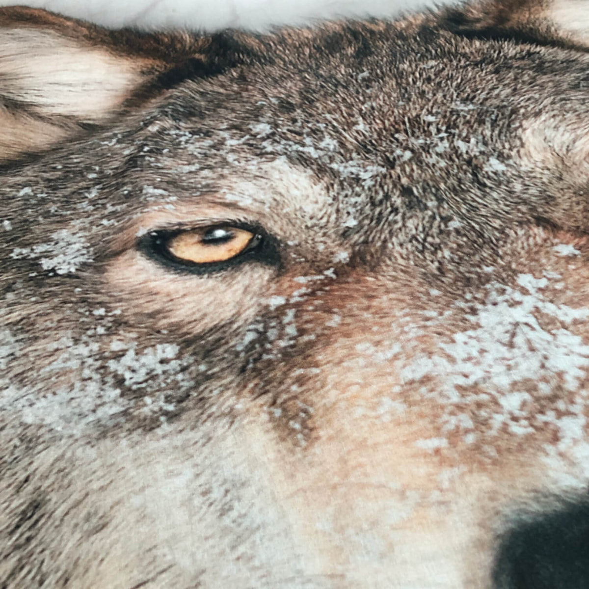 bettwaesche wolf schnee winter raubtier wild
