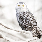 Good Morning Bettwäsche 6221 Winter Vereist Äste