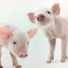 Schwanberg Bettwäsche Piggy Schweinchen Ferkel Sau Eber