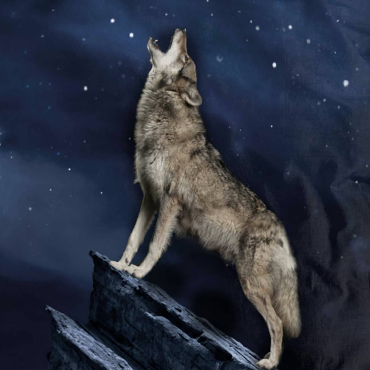 espico wende bettgarnitur sleep and dream wolf renforcé