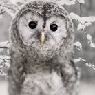 bettgarnitur eule schnee winter vogel nachtschwaermer flanell