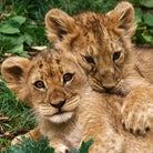 bettwaesche loewen babyloewen espico 