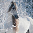 bettwaesche pferd schnee landschaft