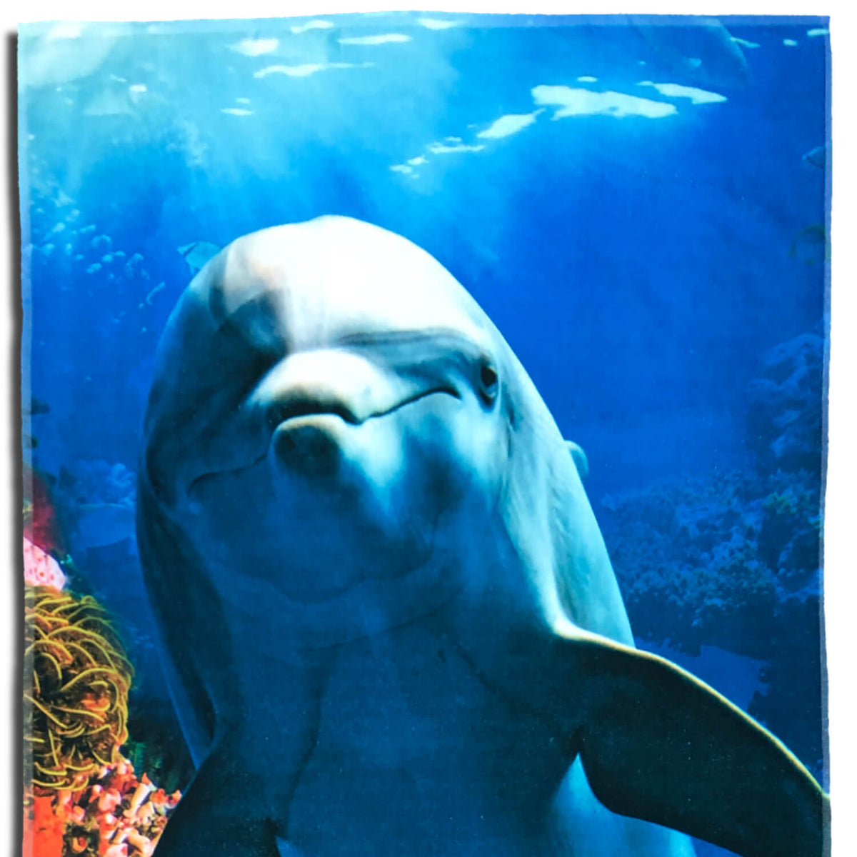 strandlaken badetuch delfin ozean fisch