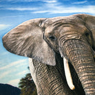 strandlaken elephant espico afrika ruessel