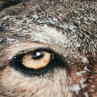 bettwaesche wolf schnee winter raubtier wild